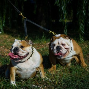 Сворка из кожи для двух английских бульдогов «Happy Dogs»